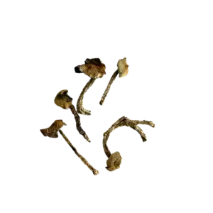 Natalensis