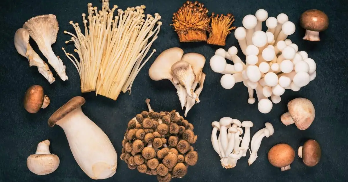 Read more about the article Magic Mushrooms Chocolates and Shroom Gummies Guide