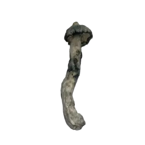 Albino E.T.