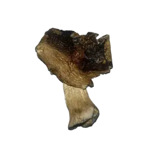 Mexi Cube