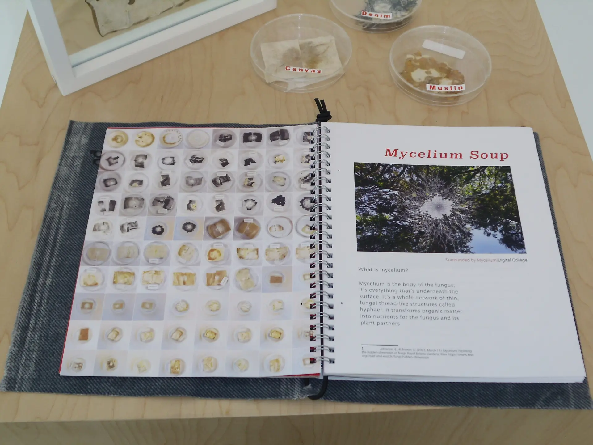 Read more about the article MYCOWEAVING: An ecofeminist approach on science and design
